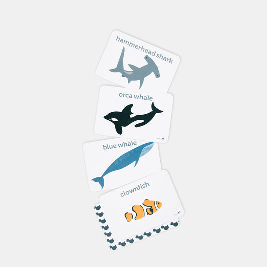 Sea Life Flash Cards